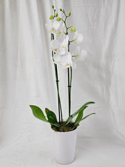 Phalaenopsis Orchid Plant