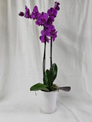 Phalaenopsis Orchid Plant