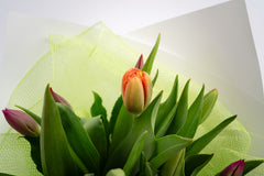 Tulip Bunch