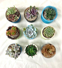 Potted Succulent