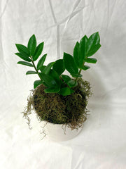 Potted ZZ Plant