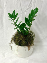 Potted ZZ Plant