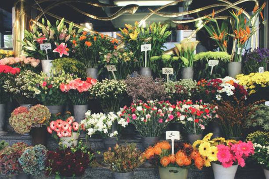 Fresh Flowers Delivery & Friendly Service in Shop: What You’ll Find at a Christchurch Florist