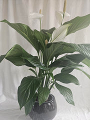 Peace Lily