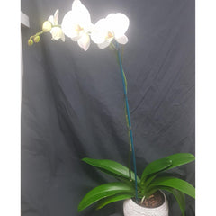 Phalaenopsis Orchid in Natural Pot