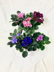 African Violet Plant