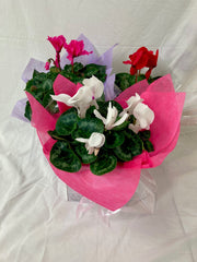 Cyclamen Plant