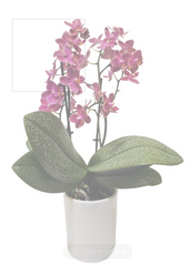Mini Phalaenopsis Orchid Plant