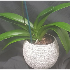 Phalaenopsis Orchid in Natural Pot