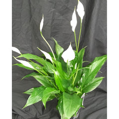 Peace Lily