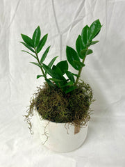 Potted ZZ Plant